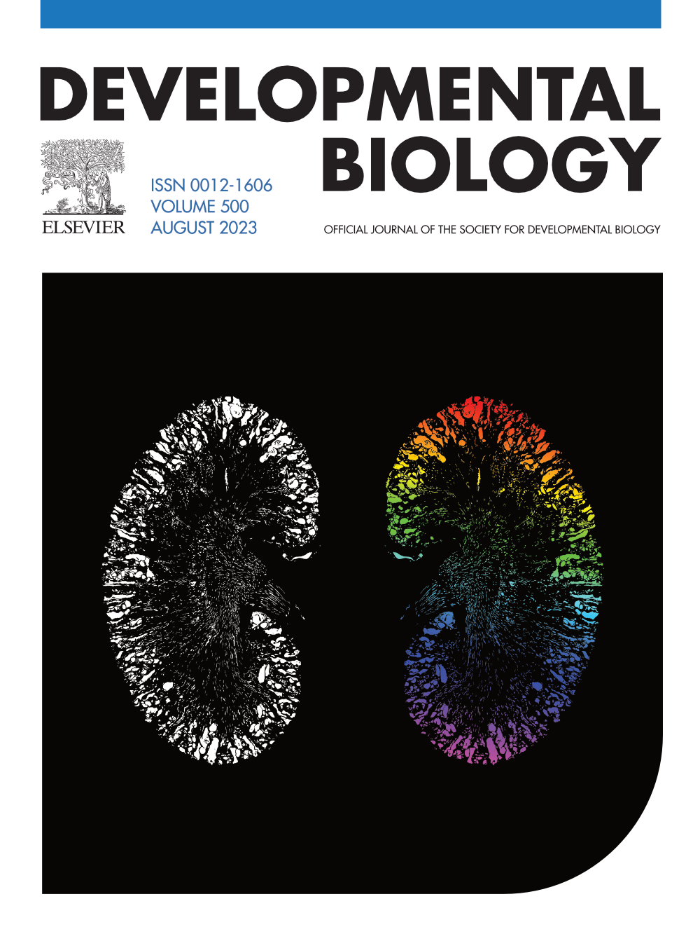 2023 – Dev Biol – Ciliary ARL13B inhibits developmental kidney cystogenesis in mouse