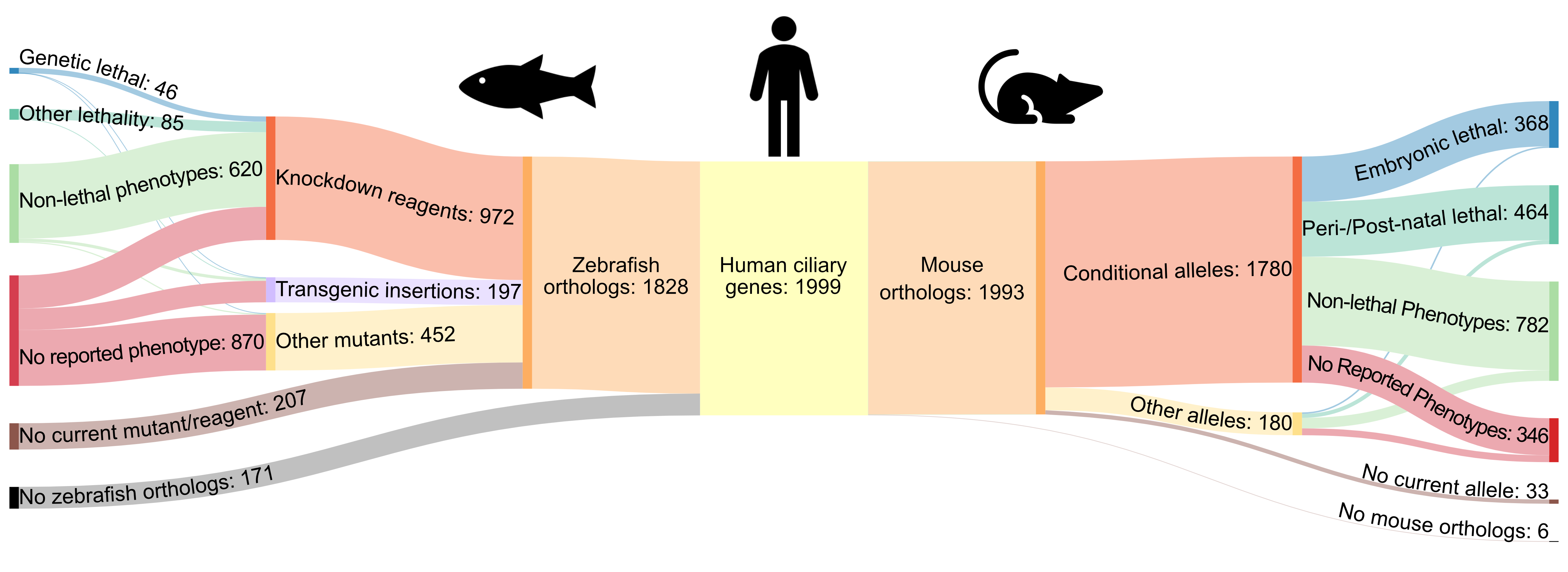 2024 – Dis Model Mech – A prioritization tool for cilia-associated genes and their in vivo resources unveils new avenues for ciliopathy research